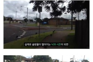 과부제조기로 불리는 나무 feat 부냐소나무